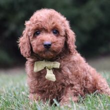 Poodle Puppy Rover