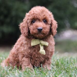 Poodle Puppy Rover