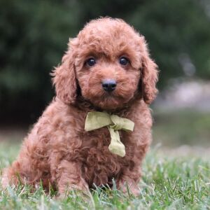 Poodle Puppy Rover