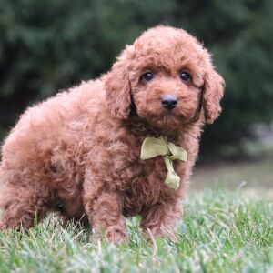 Poodle Puppy Rover