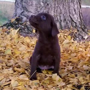Labrador Retriever Puppy Santa Baby