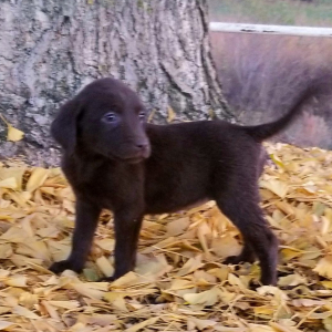 Labrador Retriever Puppy Santa Baby