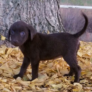 Labrador Retriever Puppy Santa Baby