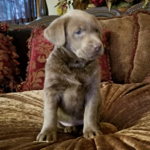 Labrador Retriever Puppy Silver Belle