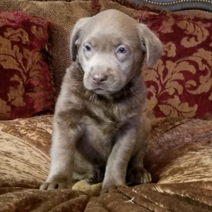 Labrador Retriever Puppy Silver Belle