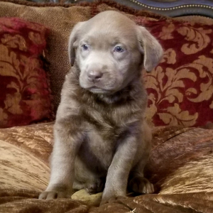 Labrador Retriever Puppy Silver Belle