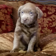 Labrador Retriever Puppy Silver Belle