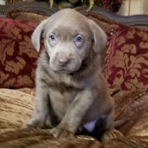 Labrador Retriever Puppy Silver Belle