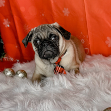 Pug Puppy Gabriel