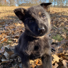 German Shepherd Dog Puppy Mirage