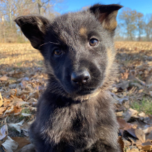 German Shepherd Dog Puppy Mirage