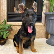 German Shepherd Dog Puppy Mirage