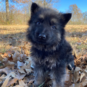 German Shepherd Dog Puppy Nemesis