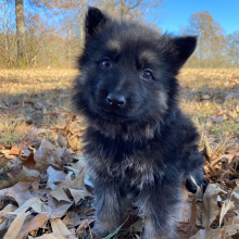 German Shepherd Dog Puppy Nemesis