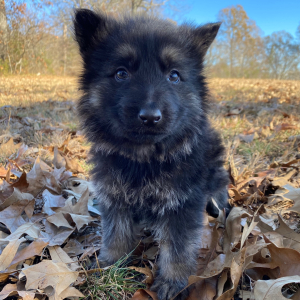 German Shepherd Dog Puppy Nemesis