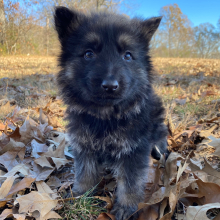 German Shepherd Dog Puppy Nemesis
