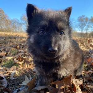 German Shepherd Dog Puppy Nemesis