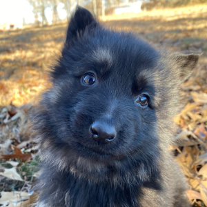 German Shepherd Dog Puppy Nemesis