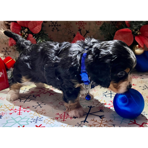 Dachshund Puppy Grumpy