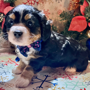 Dachshund Puppy Grumpy