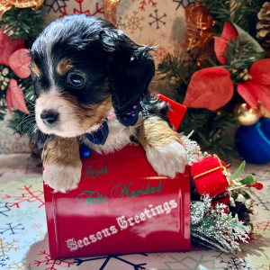 Dachshund Puppy Grumpy