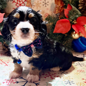 Dachshund Puppy Grumpy