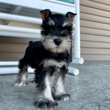 Miniature Schnauzer Puppy Rosco