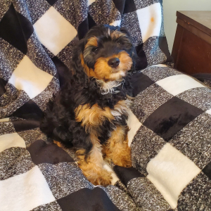 Cavapoo Puppy Cinder