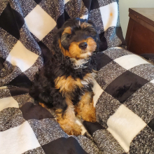 Cavapoo Puppy Cinder