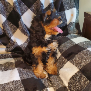 Cavapoo Puppy Cinder
