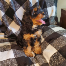 Cavapoo Puppy Cinder