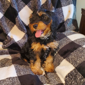 Cavapoo Puppy Cinder