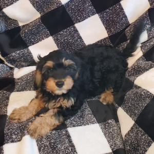 Cavapoo Puppy Cinder