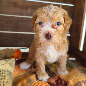 Goldendoodle Puppy Tracy