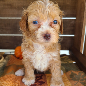 Goldendoodle Puppy Tracy