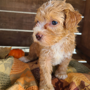 Goldendoodle Puppy Tracy