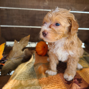 Goldendoodle Puppy Tracy