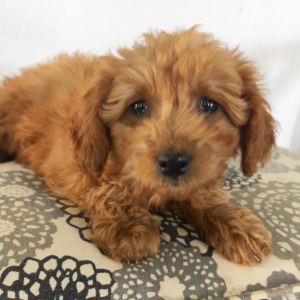 Goldendoodle Puppy Serena
