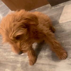 Goldendoodle Puppy Serena