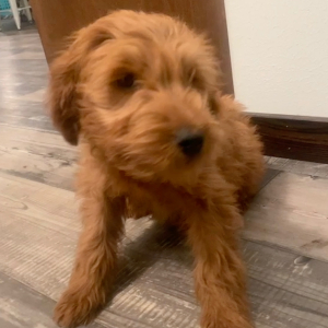 Goldendoodle Puppy Serena