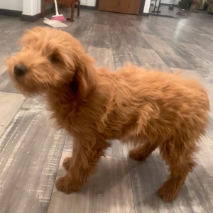 Goldendoodle Puppy Serena
