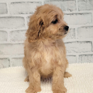 Cavapoo Puppy Lucie