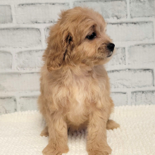 Cavapoo Puppy Lucie