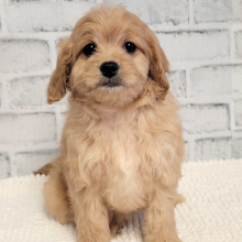 Cavapoo Puppy Lucie