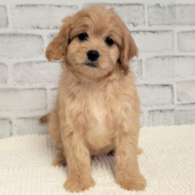 Cavapoo Puppy Lucie