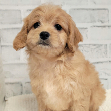 Cavapoo Puppy Lucie