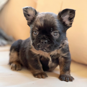 French Bulldog Puppy Fluffy Butters