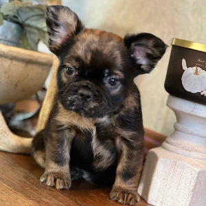 French Bulldog Puppy Fluffy Butters