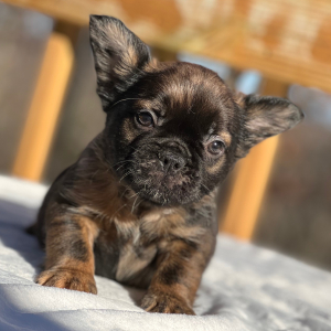 French Bulldog Puppy Fluffy Butters