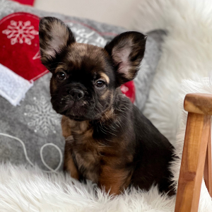 French Bulldog Puppy Fluffy Butters